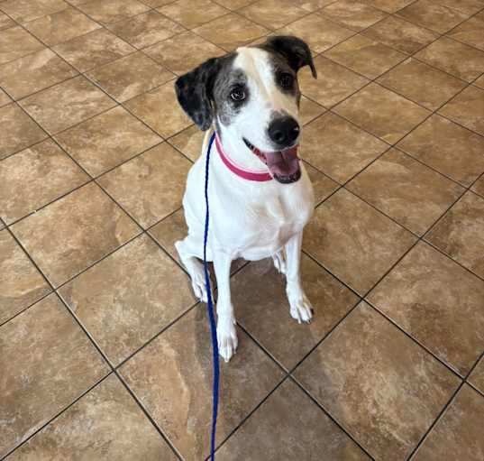 Photo of Twinkie