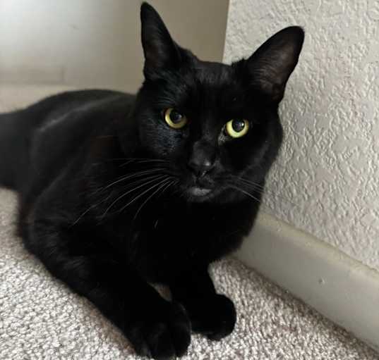 Photo of KC (Kitty Cat)