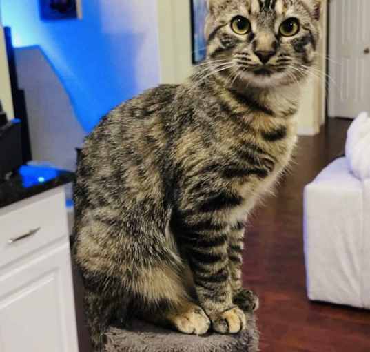 Photo of Pickles