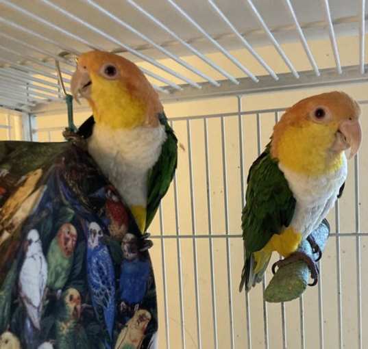 Photo of Pericles and Belfa