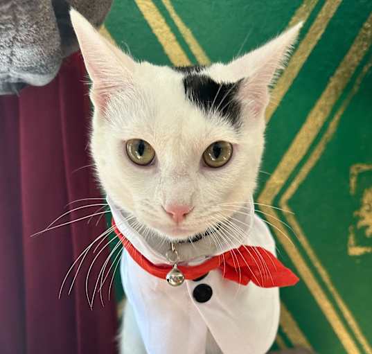 Photo of Oreo