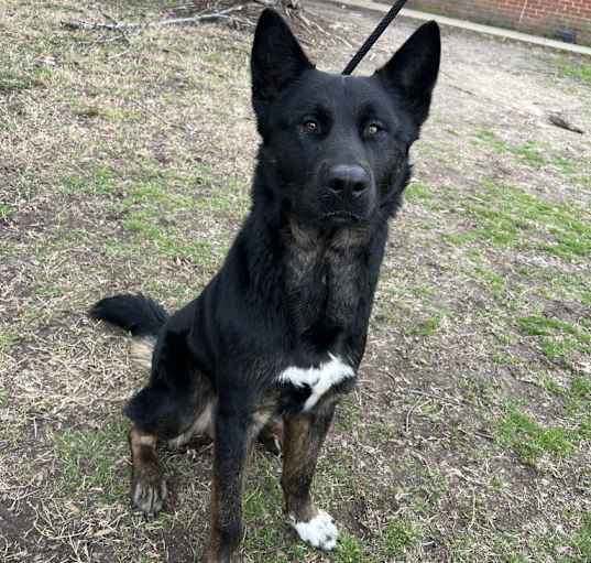 Photo of Laika