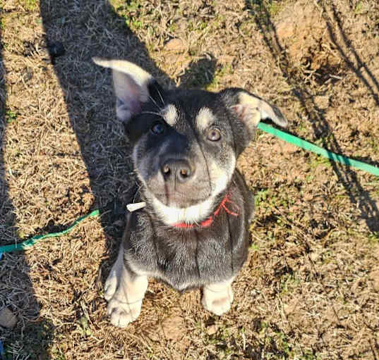 Photo of Rex