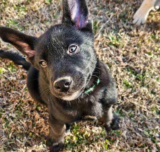 Photo of Midnight