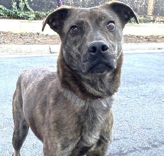 Photo of Merilee,urgent foster needed!