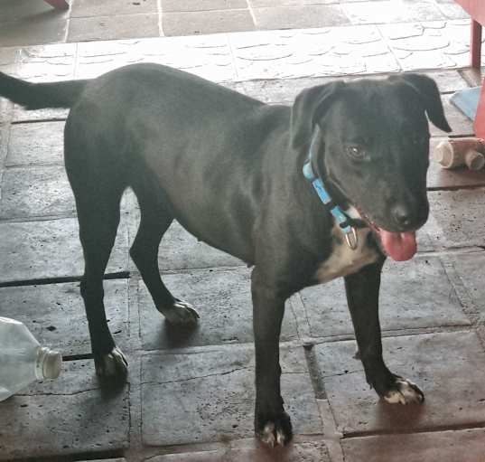 Photo of Ebony