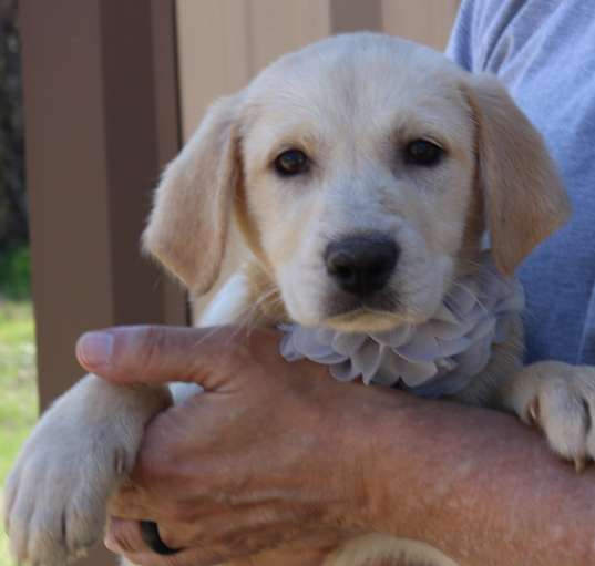 Photo of Twinkie