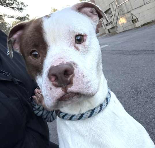 Photo of Clifford,urgent foster needed!