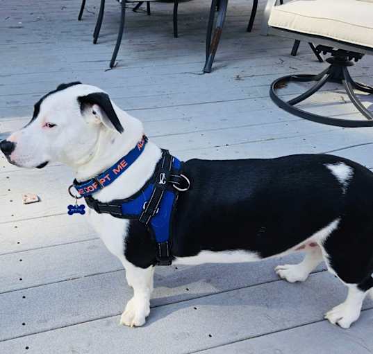Photo of Oscar