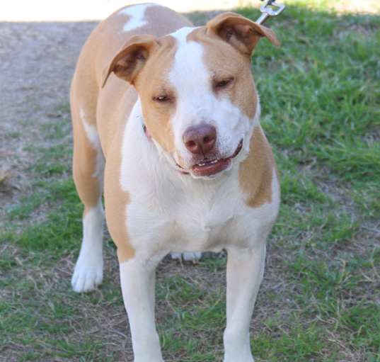 Photo of Sarge