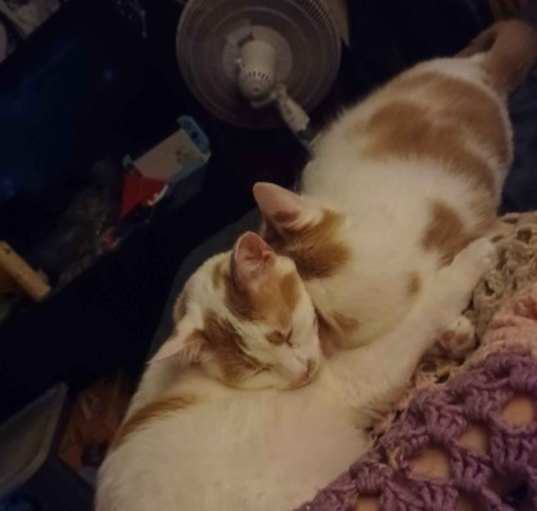 Photo of Stewie and Louie