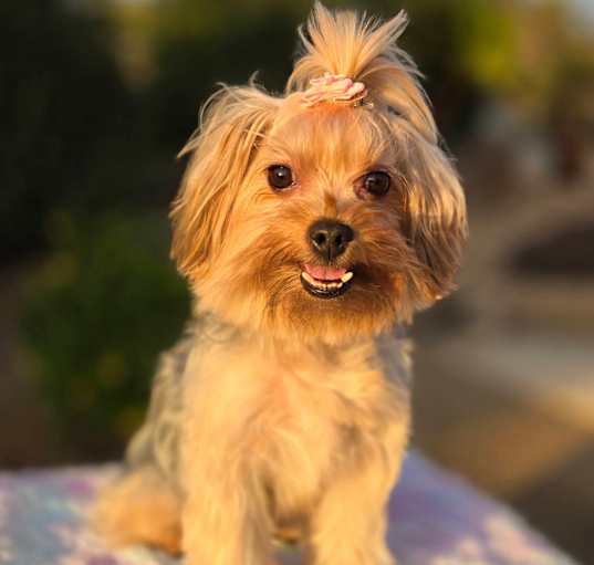 Photo of Bella