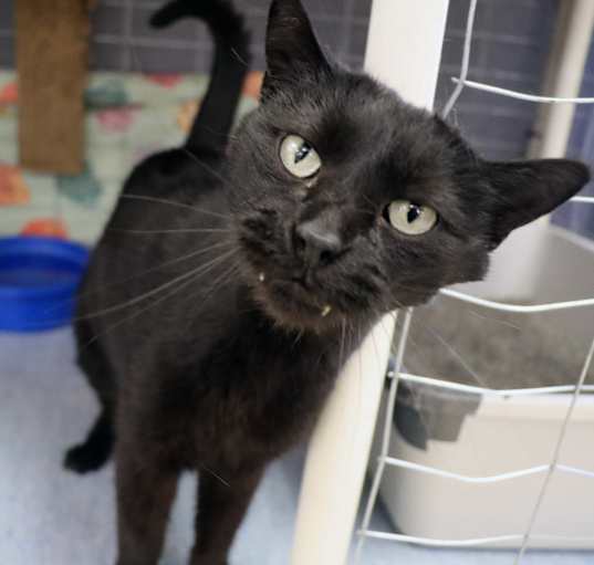 Photo of Midnight