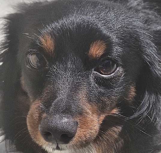 Photo of Leo