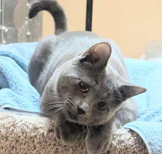 Photo of Gracie