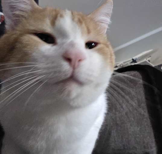 Photo of Odie
