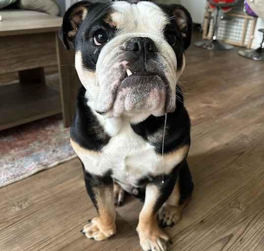 Photo of Winston