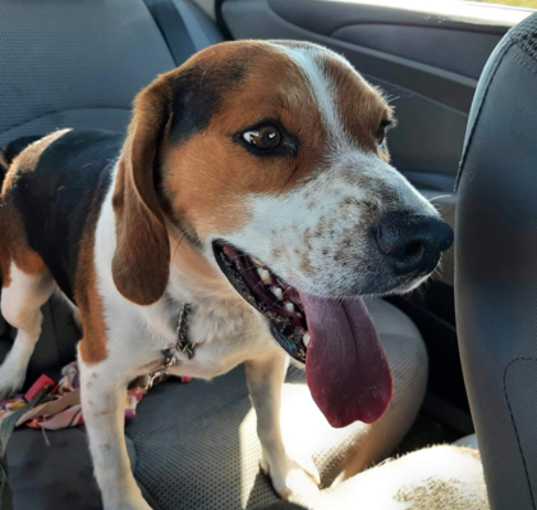 Photo of Scooter (was Milo/Angus)