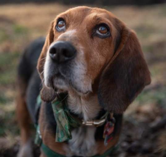 Photo of Indy