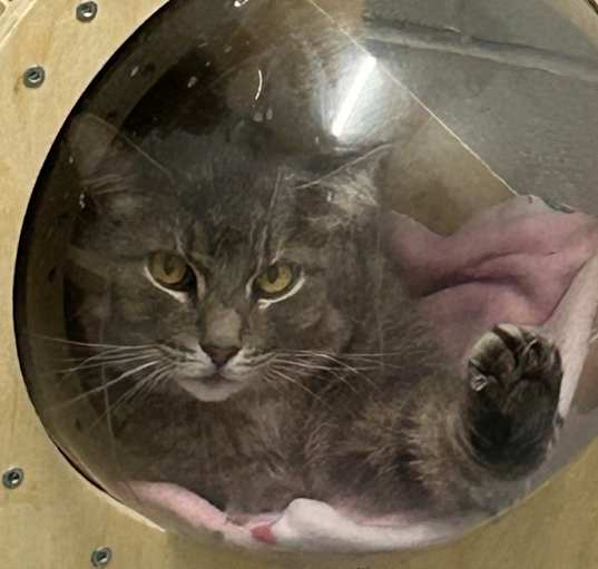 Photo of pudge