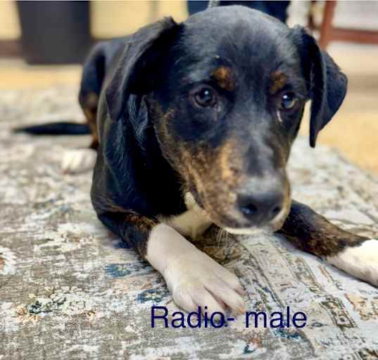 Photo of RADIO