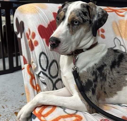 Photo of Echo