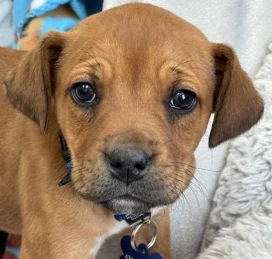 Photo of Brownie