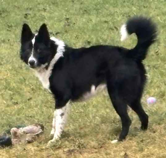 Photo of Roco