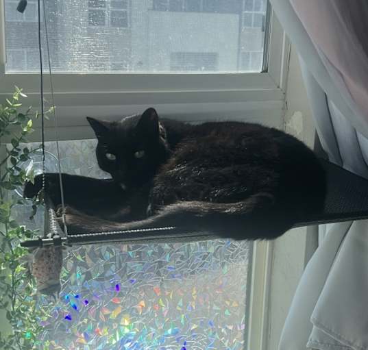 Photo of Oliver