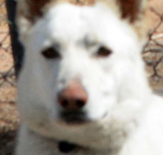 Photo of Frostie