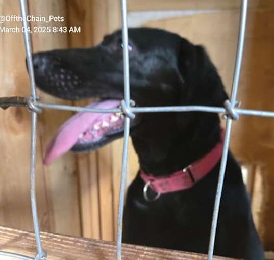 Photo of Delilah
