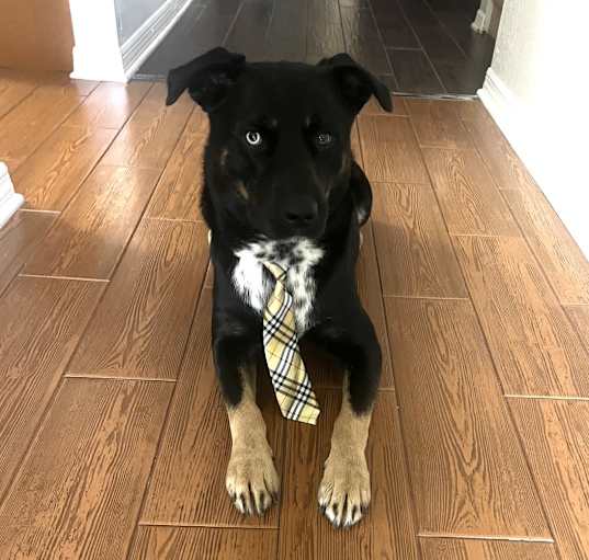 Photo of Ace