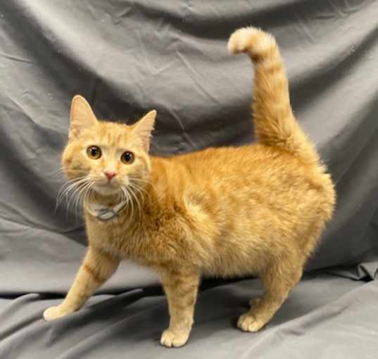 Photo of Ginger