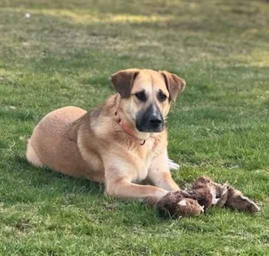 Photo of CHIQUITA
