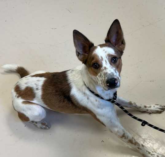 Photo of Pepper
