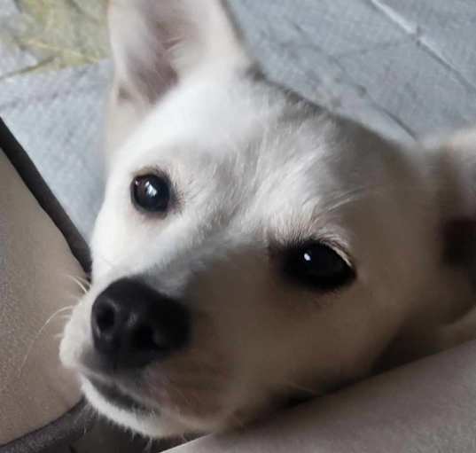 Photo of Snowy