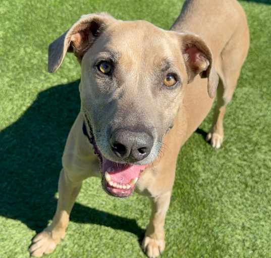 Photo of TEE JAY-A2165135