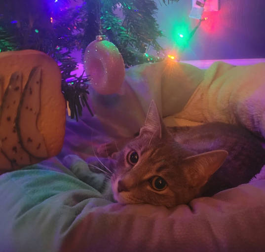 Photo of Navi