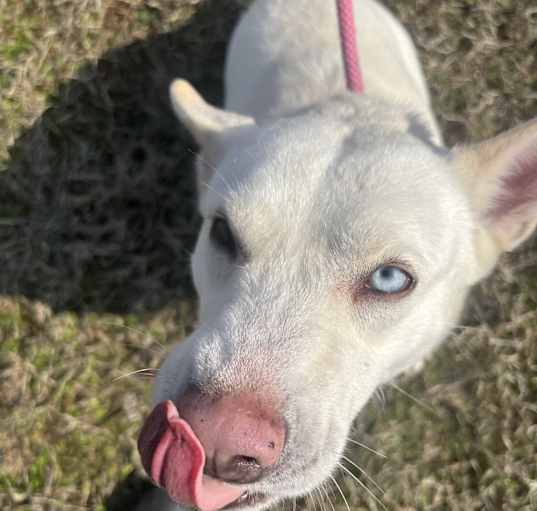 Photo of Pearl