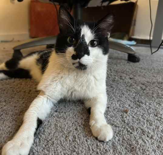 Photo of Mister Cow