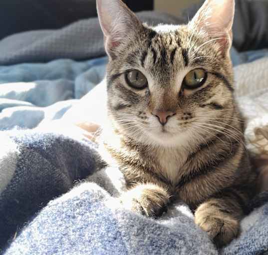 Photo of Phoebe
