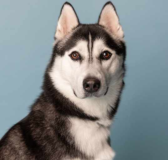 Photo of Loki Poki