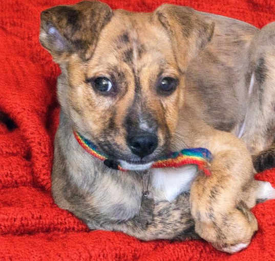 Photo of BONGO