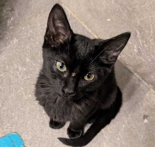 Photo of Binks
