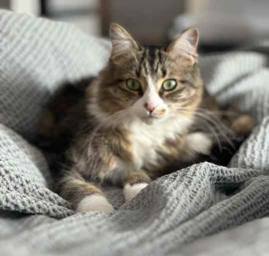 Photo of Meow