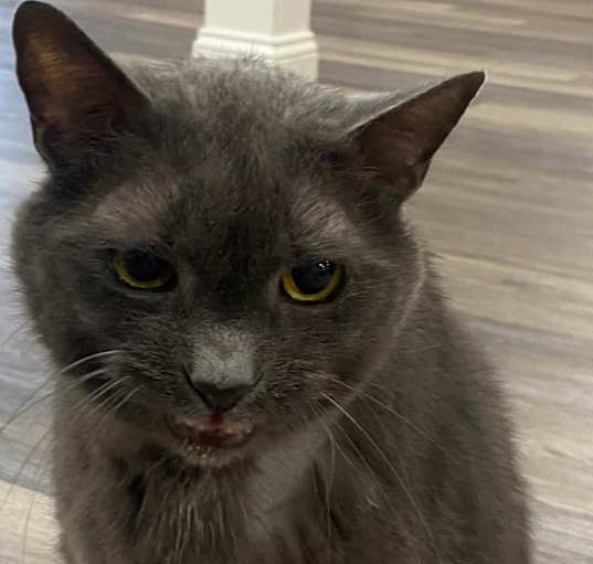 Photo of Mojo