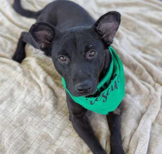 Photo of Lucky