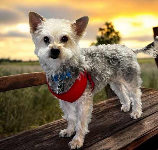 Photo of Charlie