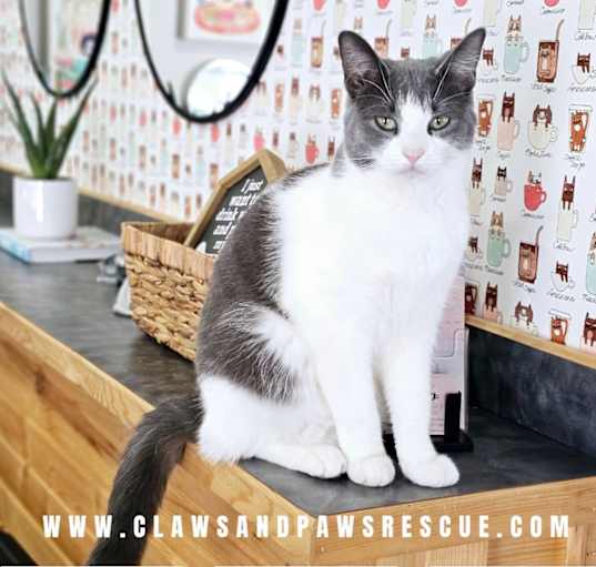 Photo of Callie
