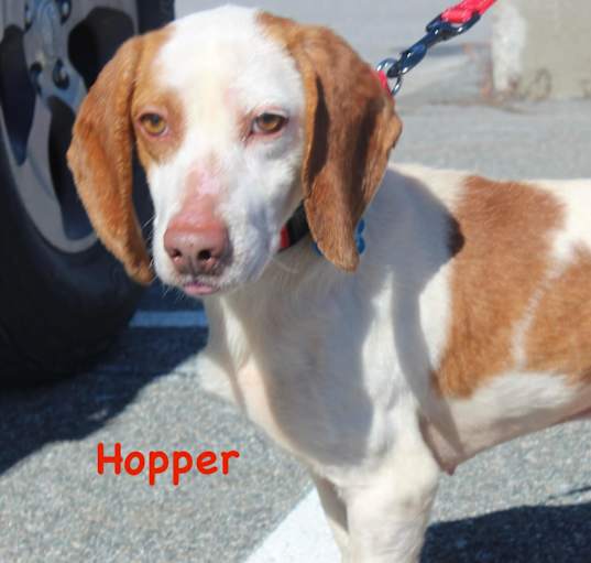 Photo of Hopper